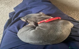 Miniature Dachshund dogs for sale: Miniature Dachshund 6 months old toilet trained - Image 4