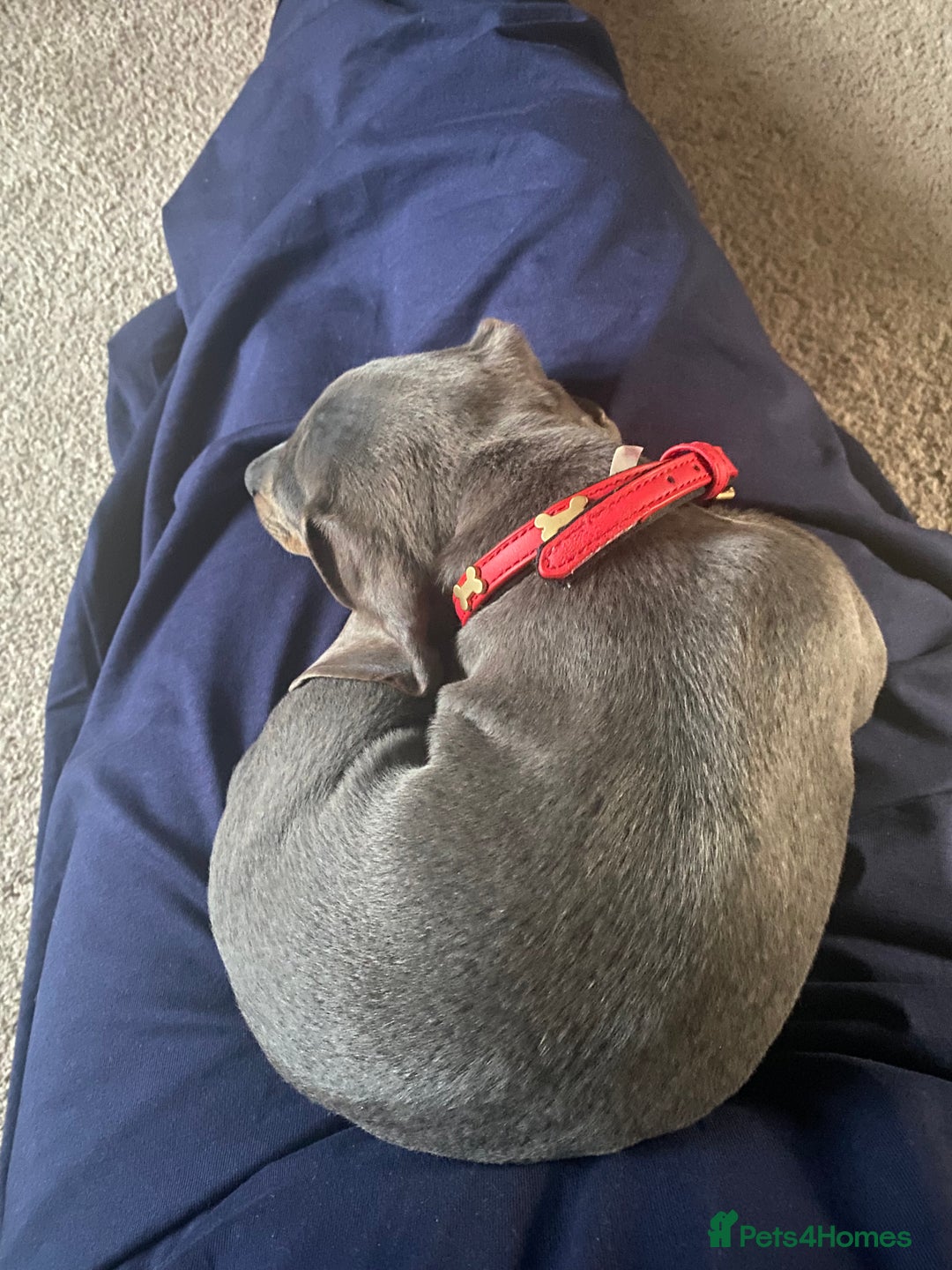 Miniature Dachshund dogs for sale: Miniature Dachshund 6 months old toilet trained - Image 4
