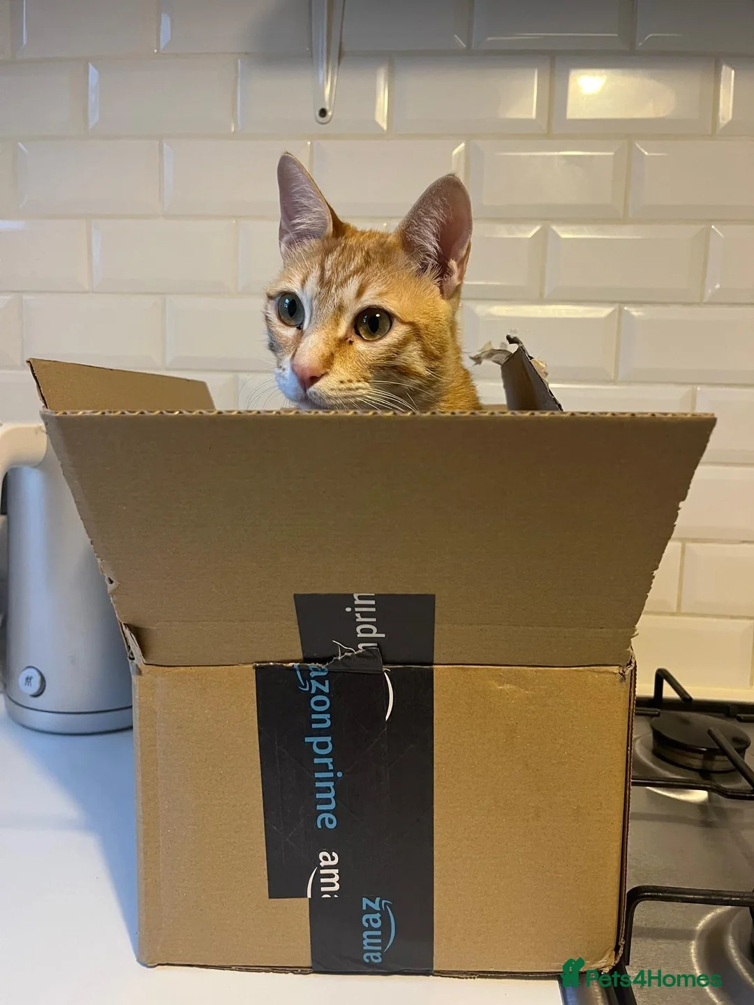 Arabian Mau cats for adoption: Two Bonded Rescue Cats for Adoption Together - Advert 13