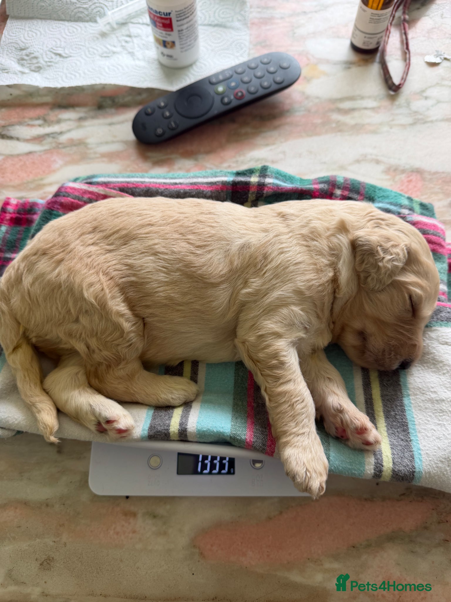 Labradoodle dogs Labradoodle Puppies - Advert 1