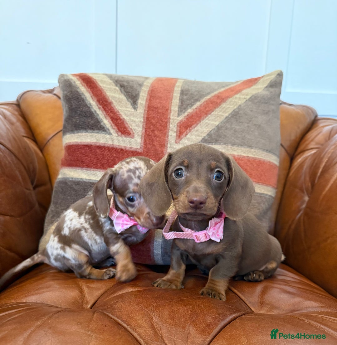 Miniature Dachshund dogs for sale: Beautiful Miniature Dachshunds 5 ⭐ License Breeder - Advert 12