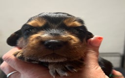 Cocker Spaniel dogs for sale: KC COCKER PUPS TRI BLACK TAN WHITE RED HEALTH TEST - Image 10