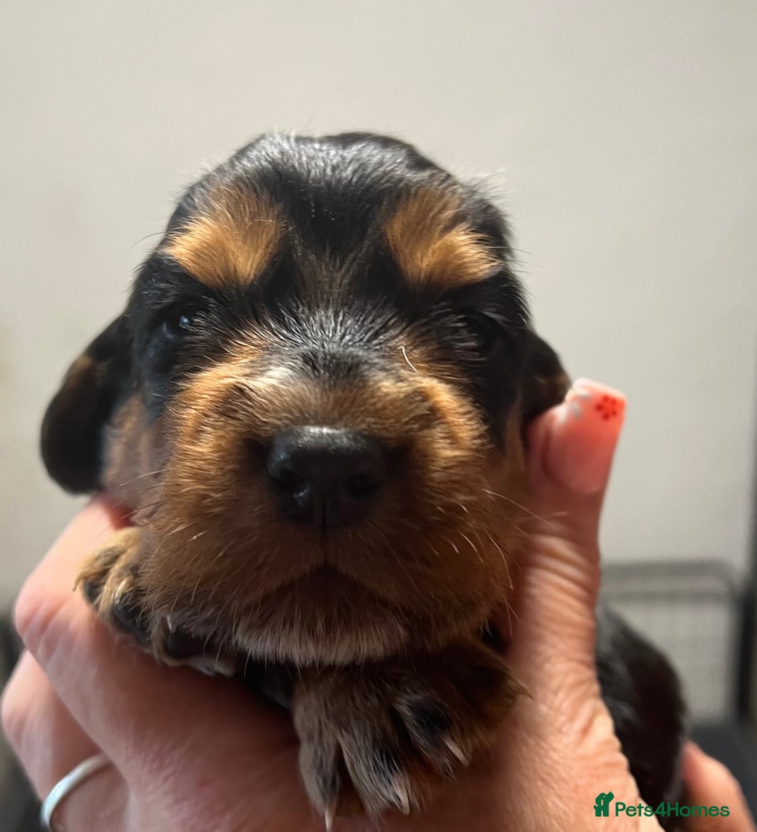 Cocker Spaniel dogs for sale: KC COCKER PUPS TRI BLACK TAN WHITE RED HEALTH TEST - Image 10