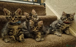 Maine Coon cats for sale: Beautiful fluffy Maine coon cross Kittens - Image 1