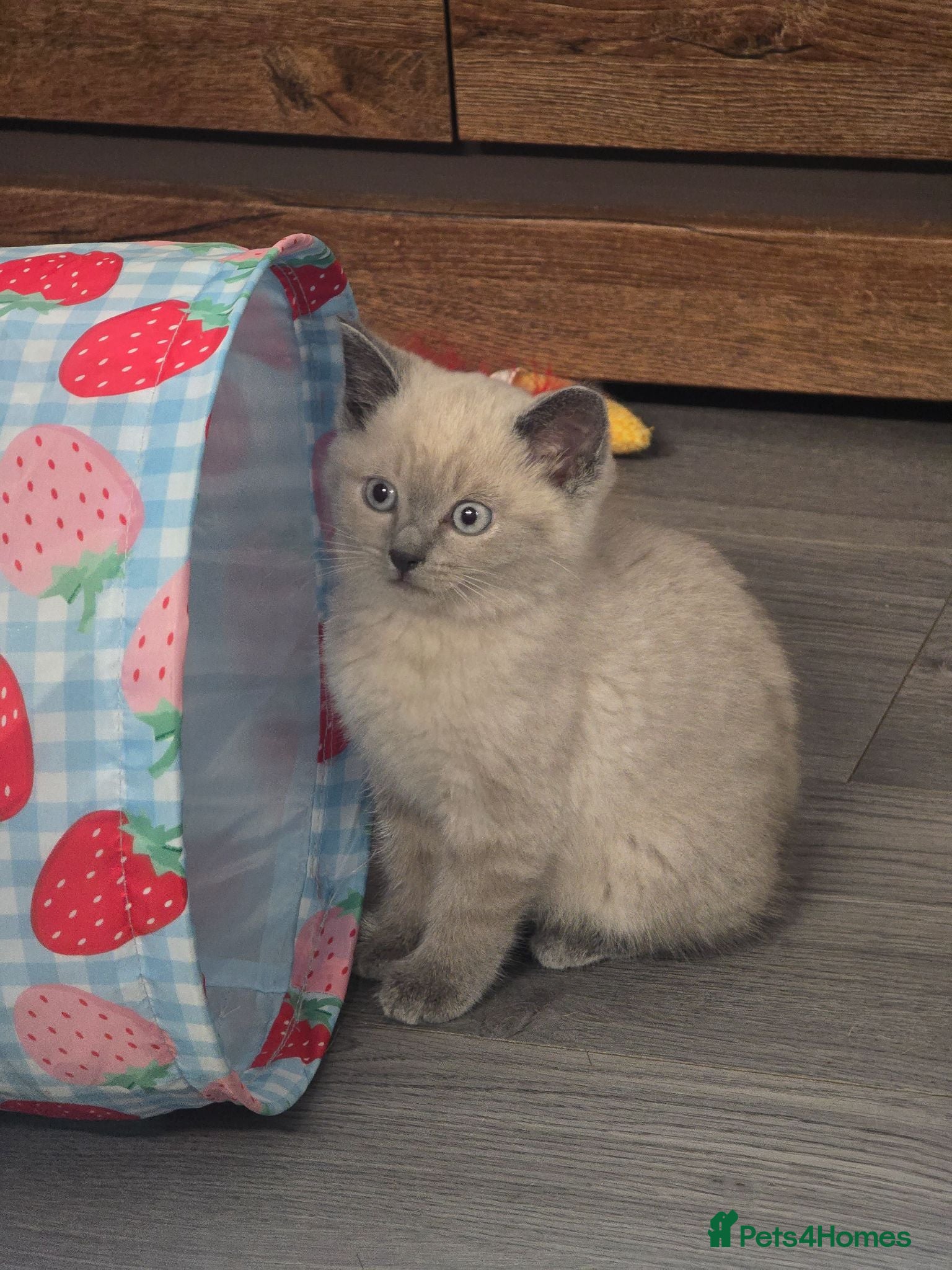Mixed Breed cats Female kitten  - Advert 1