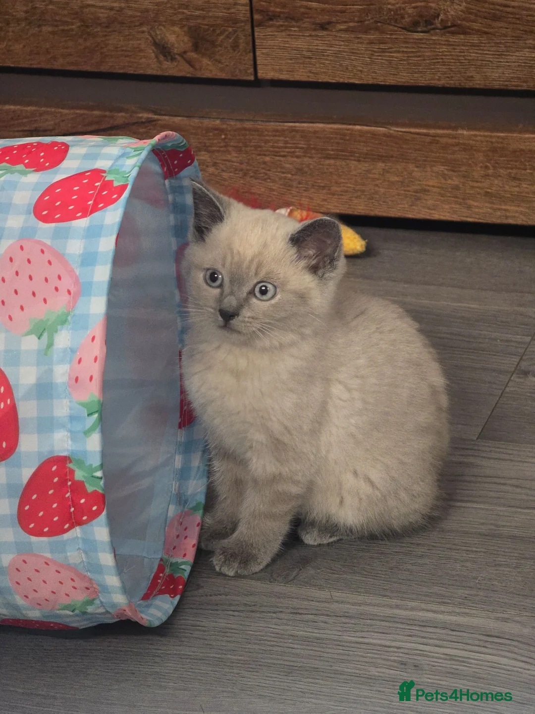 Mixed Breed cats for sale: Female kitten  - Advert 1