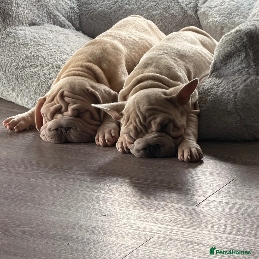 French Bulldog dogs for sale: french rope  - Advert 7