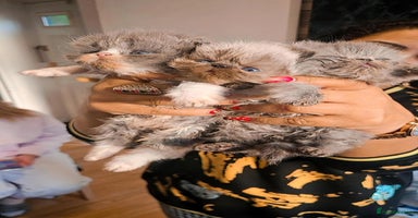 Persian cats - Advert 6