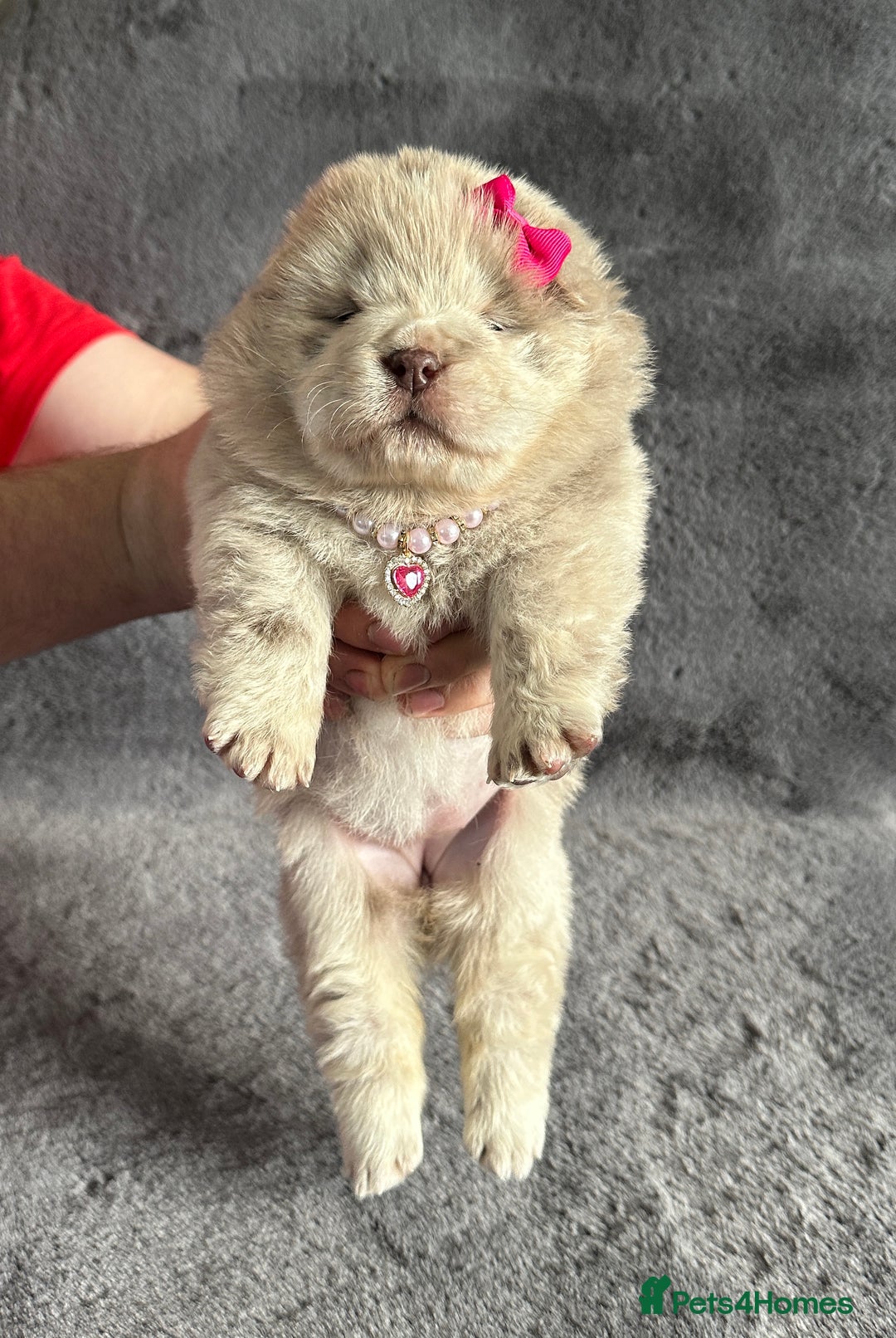 Chow Chow dogs for sale: Exotic colour Pure chow chow puppies for sale  - Image 15