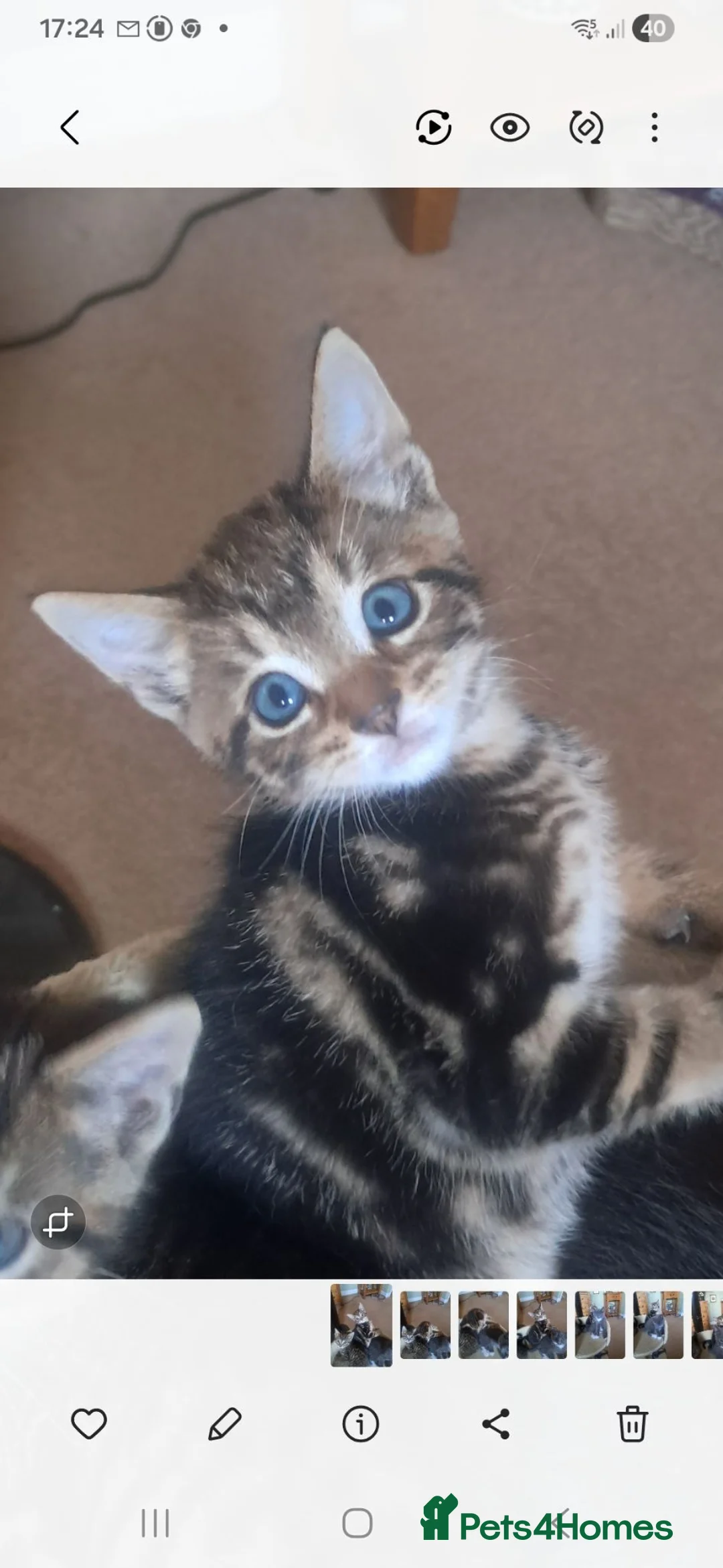 Mixed Breed cats for sale: 3 beautiful kittens 😸 ready now, 4 boys  - Advert 9