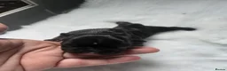 French Bulldog dogs for sale: BRAND NEW FRENCH BULLDOG PUPPIES BORN 9TH MAY - Advert 11
