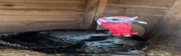 Turkeys poultry for sale: Turkey for rehoming  - Advert 2