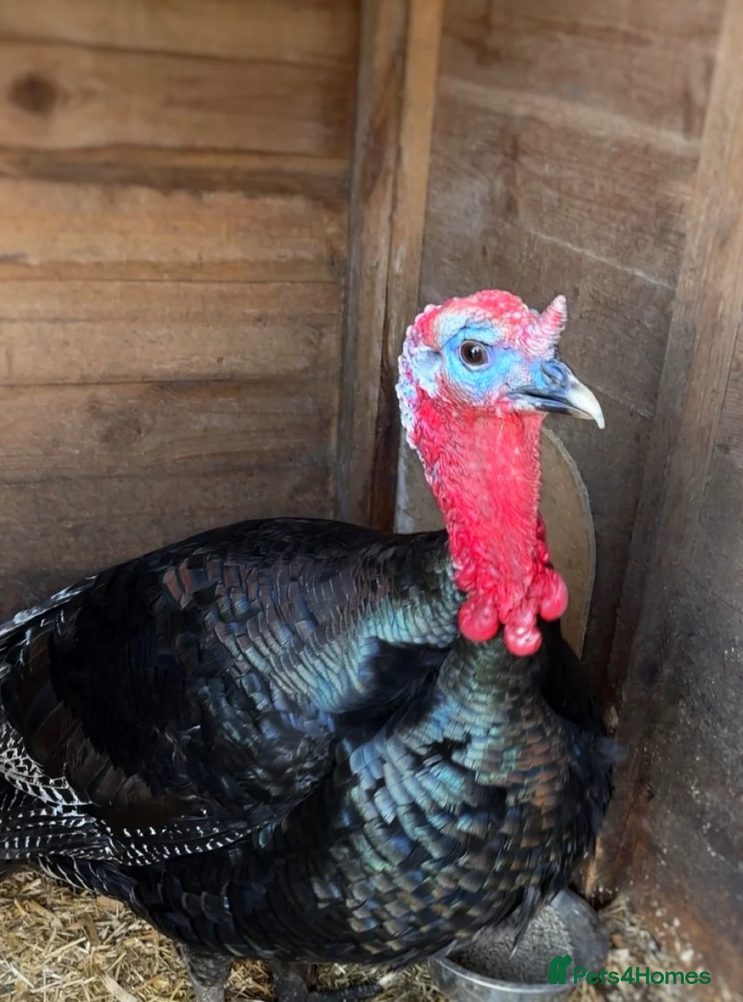 Turkeys poultry for sale: Turkey for rehoming  - Advert 2