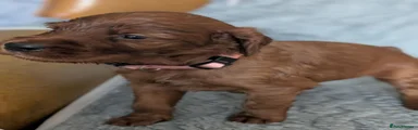 Irish Setter 11