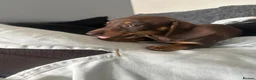 Miniature Dachshund dogs for sale: READY TO GO ! Miniature smooth haired dachshund - Advert 8