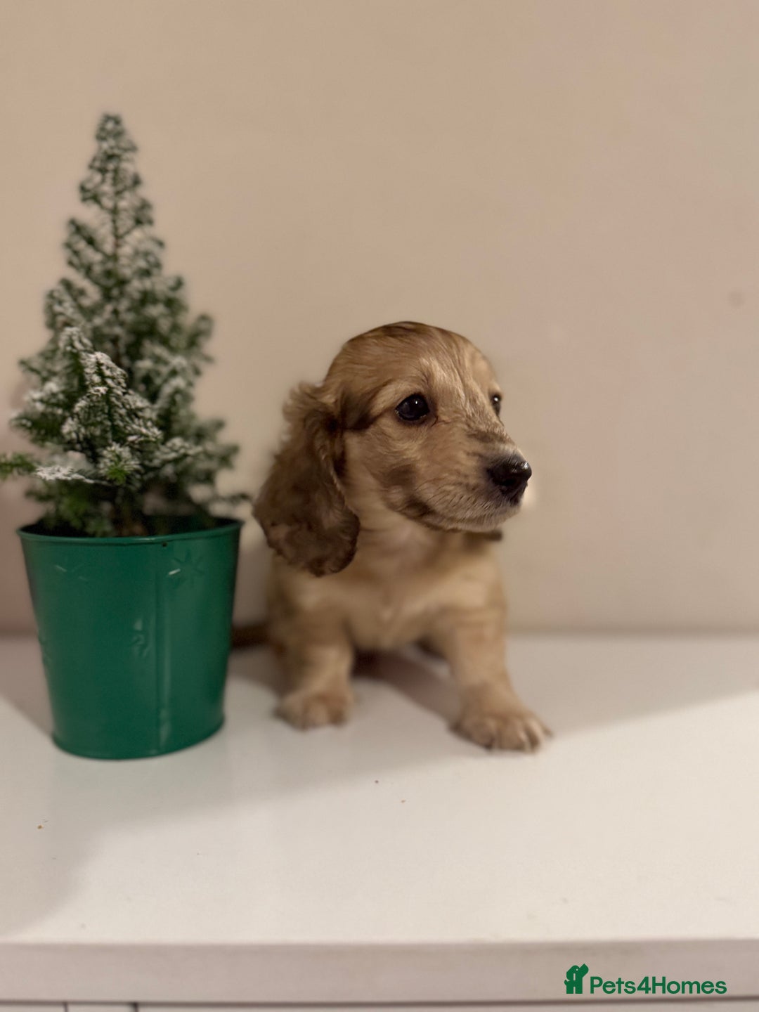 Miniature Dachshund dogs for sale: Shaded cream boy ready now - Advert 14