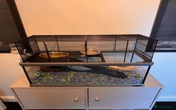 Hamster rodents for sale: Russian Dwarf Hamster - Image 3