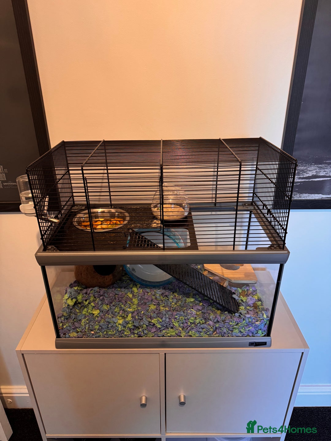 Hamster rodents for sale: Russian Dwarf Hamster - Image 3