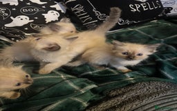 Ragdoll cats for sale: 8 week old ragdoll kittens ready to go now  - Image 10