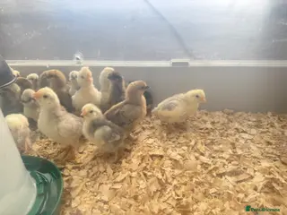 Chickens poultry for sale: Silkies polish bantam chicks chickens - Advert 1