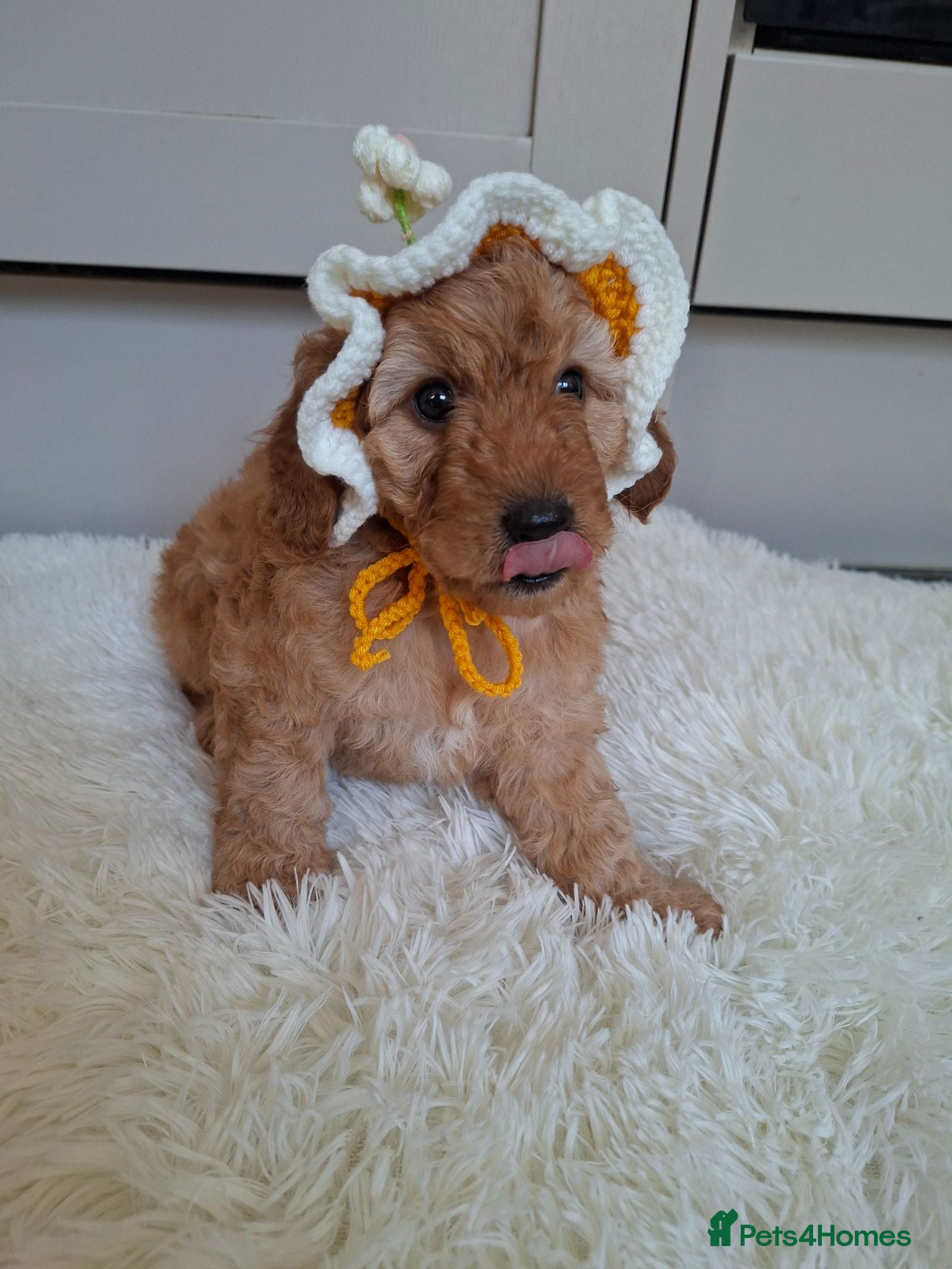 Cockapoo dogs Full DNA tests clear!! Health checked. Cockapoo - Advert 2