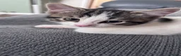 Domestic Shorthair cats for sale: Female kitten - Advert 2