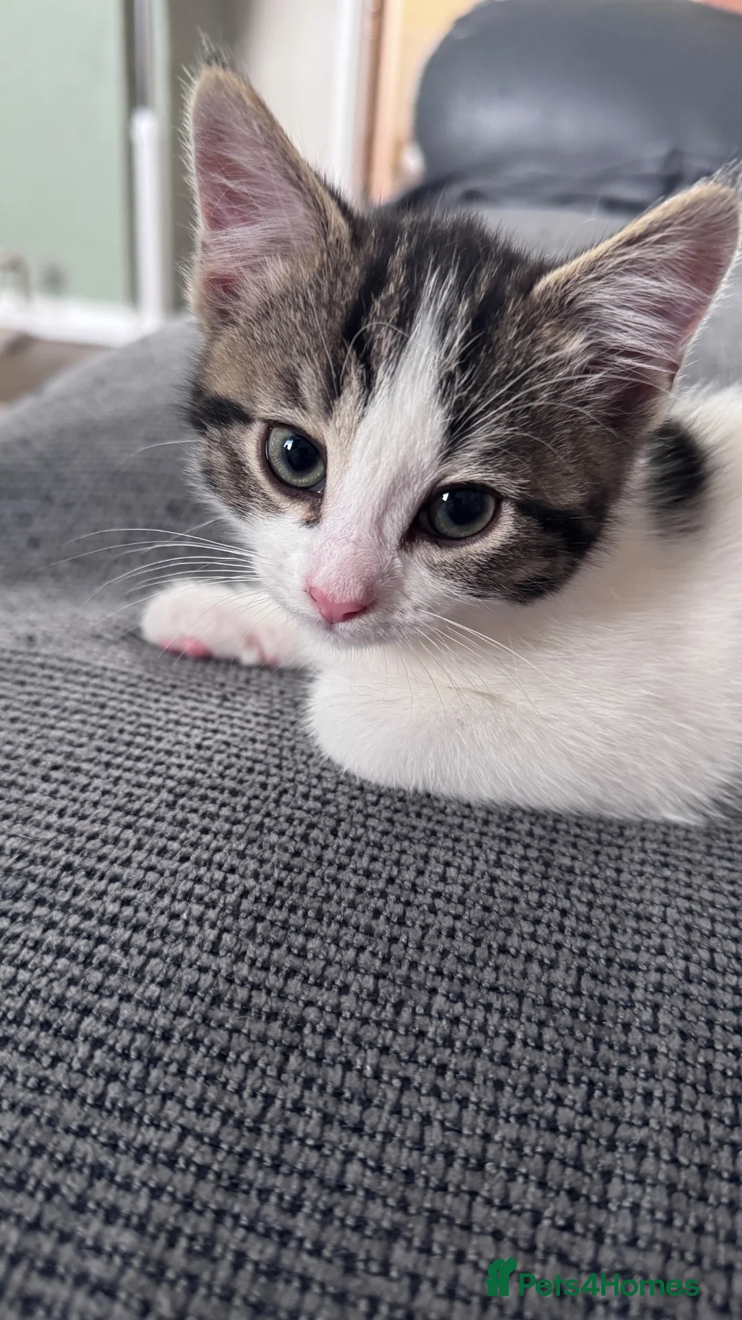 Domestic Shorthair cats for sale: Female kitten - Advert 2