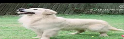 Golden Retriever dogs for sale: 5* Golden Retriver puppies in Wisbech - Advert 12