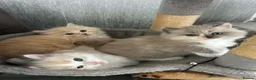 Ragcoon cats for sale: ragcoons  in Aberdeen - Advert 4