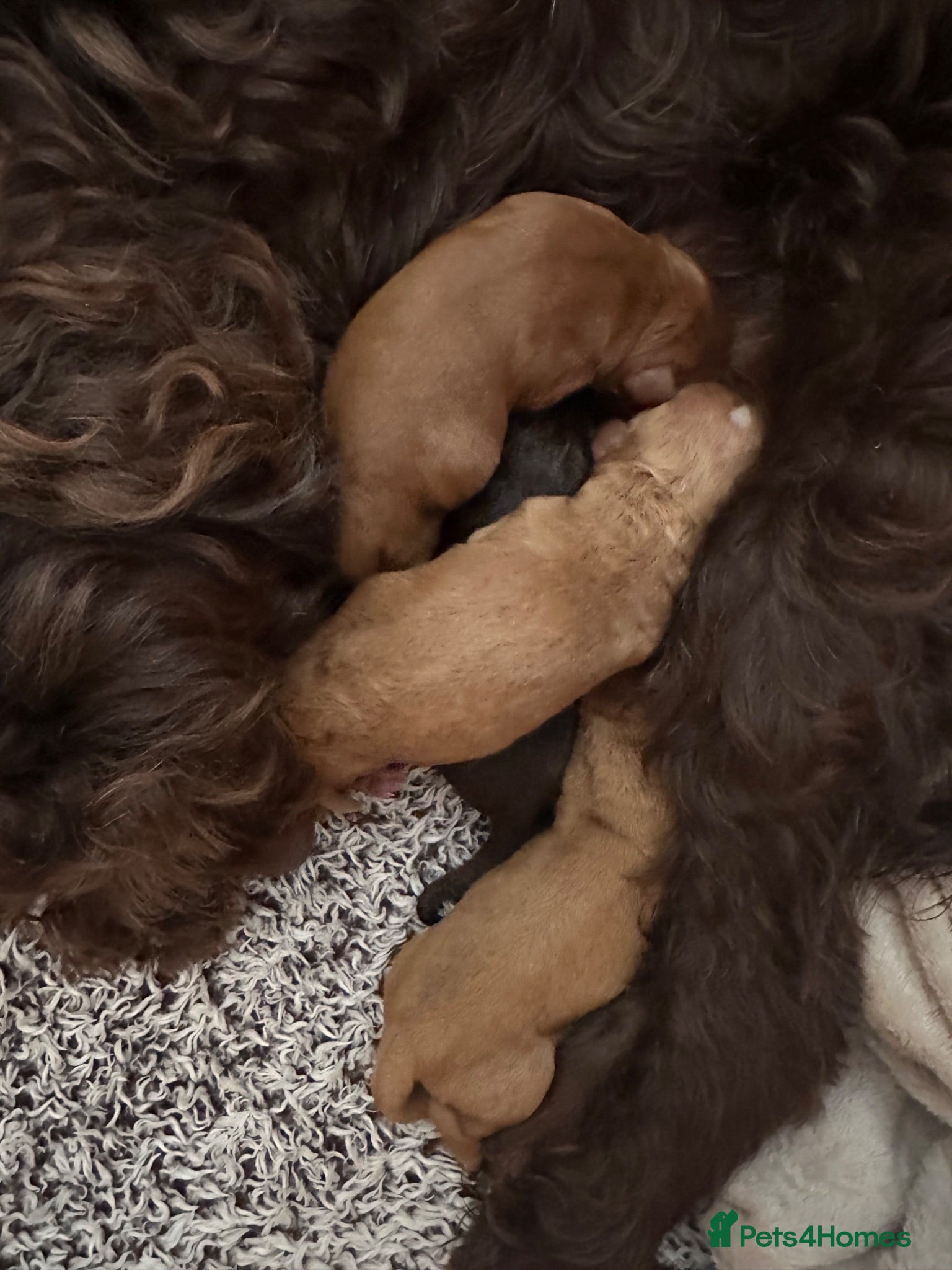 Cockapoo dogs Beautiful miniature cockapoos - Advert 2