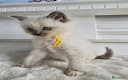 Ragdoll cats for sale: Irresistable Blue Mitted Ragdoll Kittens🙀😻🙀 - Image 12