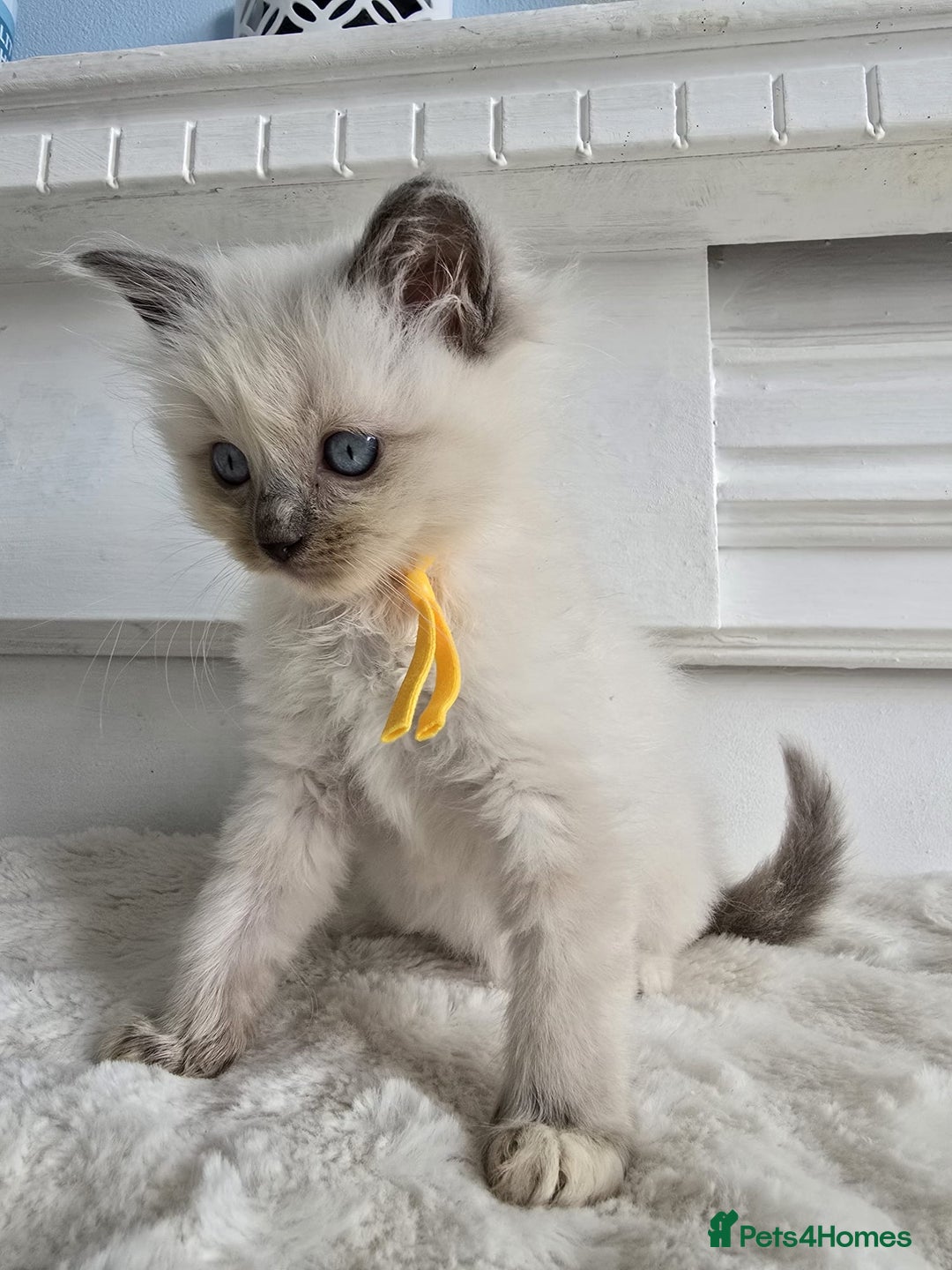 Ragdoll cats for sale: Irresistable Blue Mitted Ragdoll Kittens🙀😻🙀 - Image 12