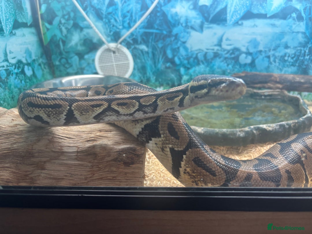 Python Snake reptiles for sale: 6 Year Old Royal Python Female  - Image 4