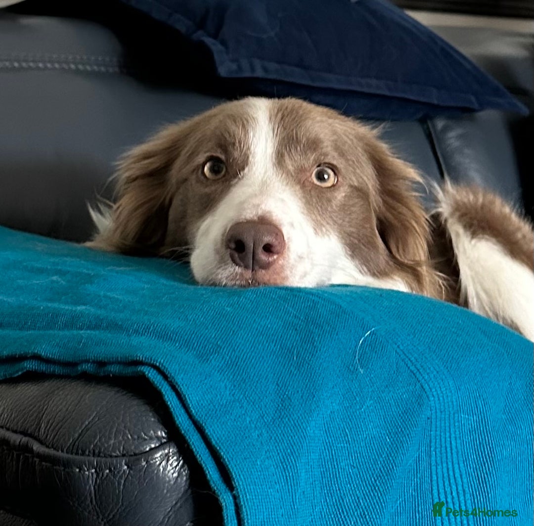 Border Collie dogs for sale: KC Registered Border Collie Puppies for sale - Image 10
