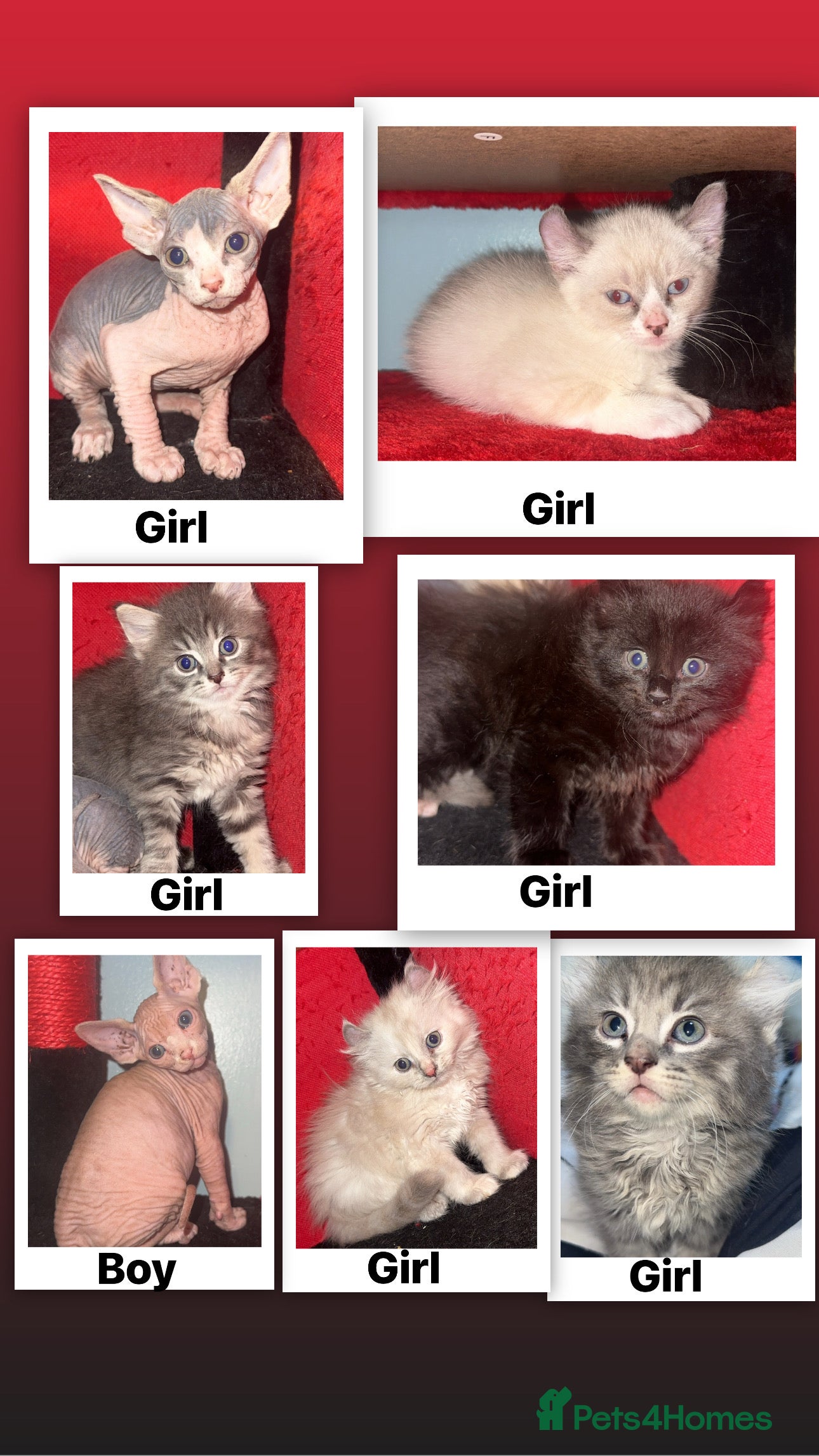 Mixed Breed cats Beautiful kittens ready to go now 💙 - Advert 6