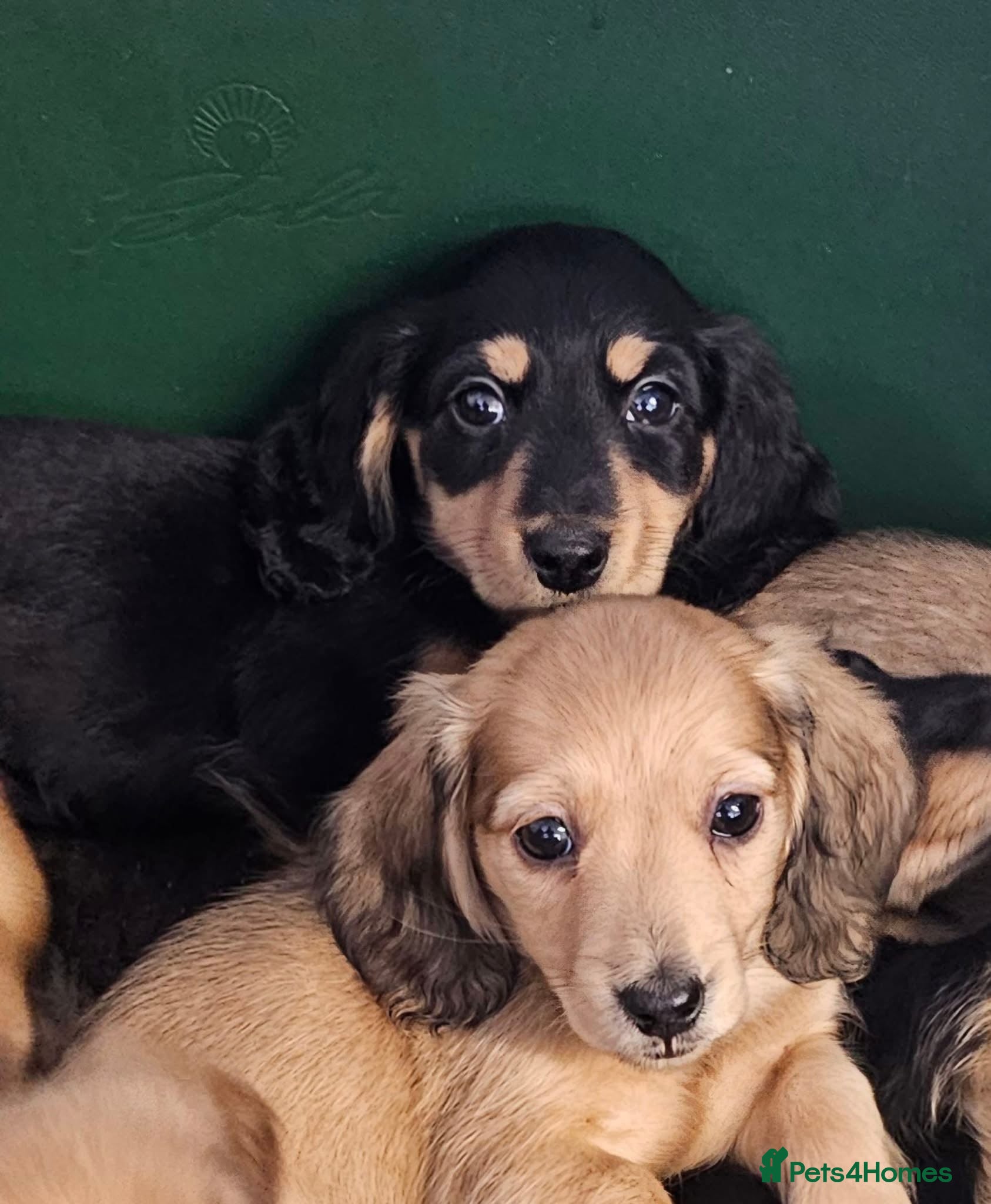 Miniature Dachshund dogs Miniature long haired Dachshund puppies Kc reg  - Advert 3