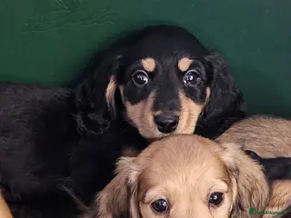Miniature Dachshund dogs Miniature long haired Dachshund puppies Kc reg - Advert 3