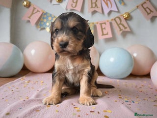 Cockapoo dogs 🐶THE MOST PERFECT SHOW SPANIELS and F1 COCKAPOOS - Advert 1
