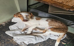 Doxiepoo dogs for sale: Special needs boy - Image 4