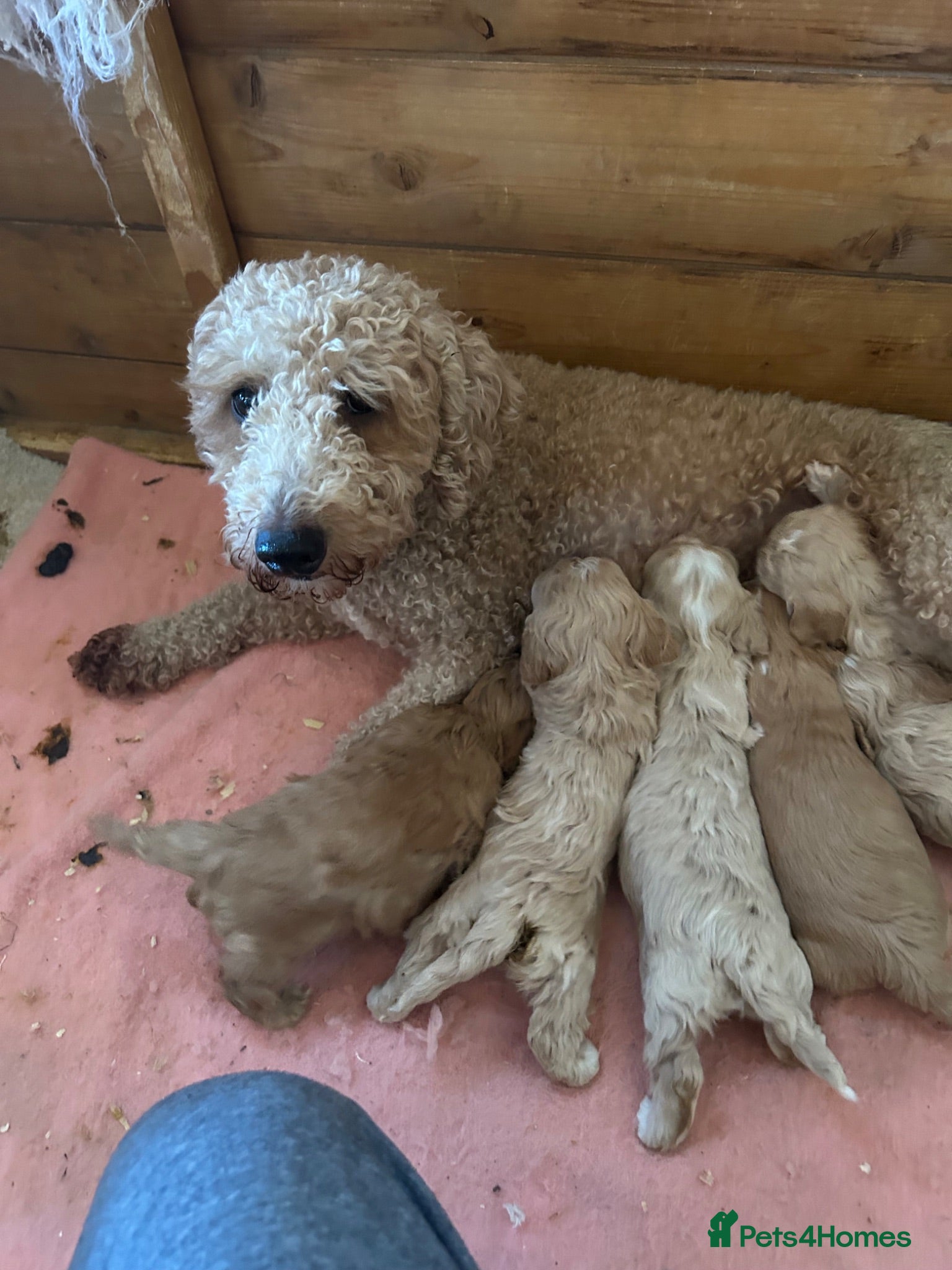Maltipoo dogs adorable maltipoo puppies ready for a loving home - Advert 1