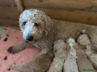 Maltipoo dogs adorable maltipoo puppies ready for a loving home - Advert 2