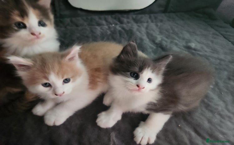 Maine Coon cats - Advert 9
