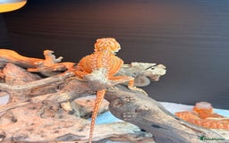 Bearded Dragon reptiles for sale: SUPER RED baby and Red Monster Bearded dragons! - Image 15