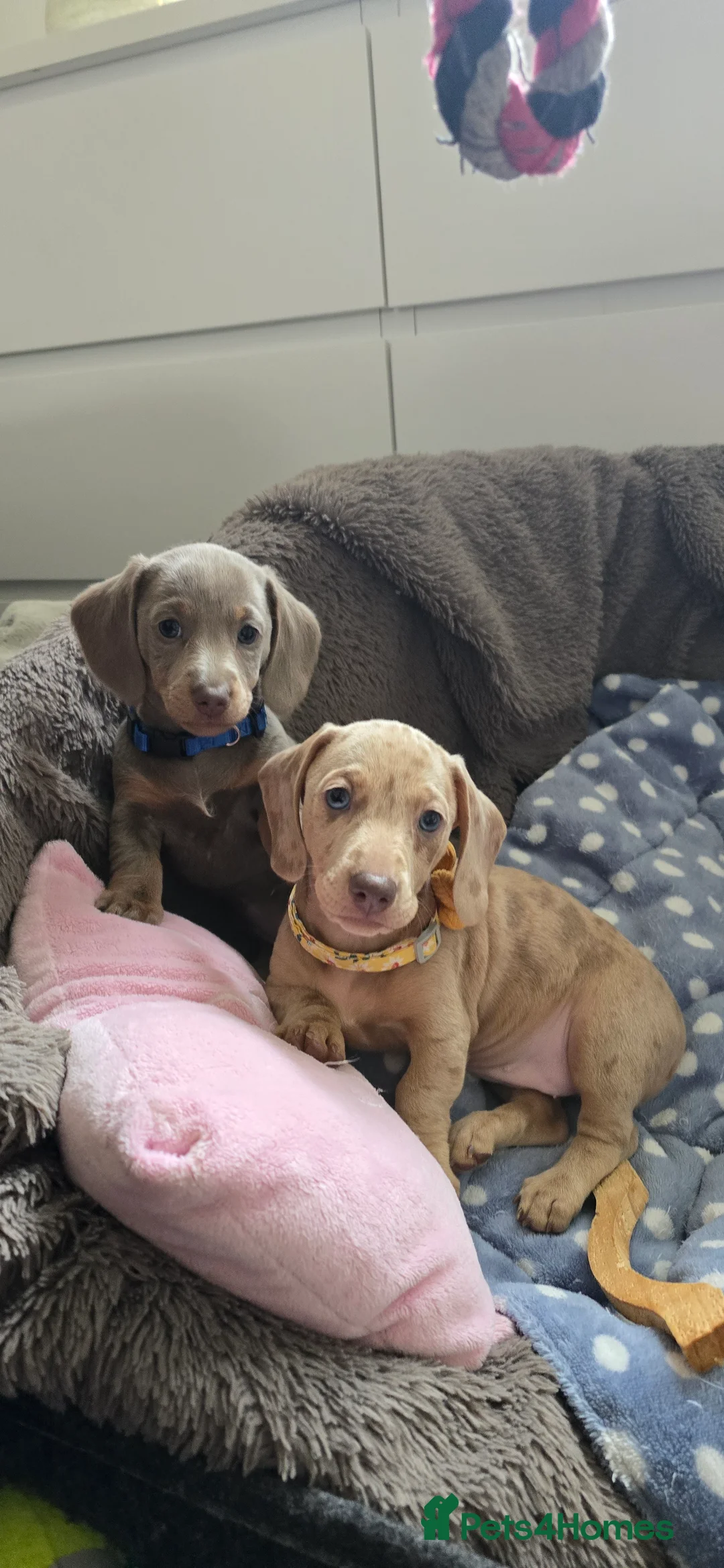 Miniature Dachshund dogs for sale: KC registered miniature Dachshund 🐶  - Advert 10