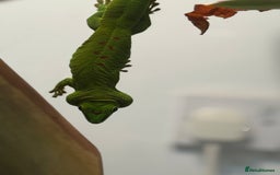 Gecko reptiles for sale: Giant Day Gecko plus bioactive enclosure - Image 1