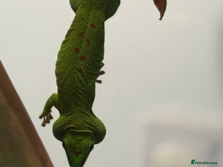 Gecko reptiles - Advert 1