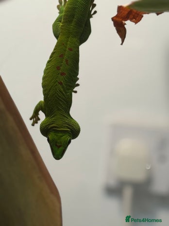 Gecko reptiles - Advert 1