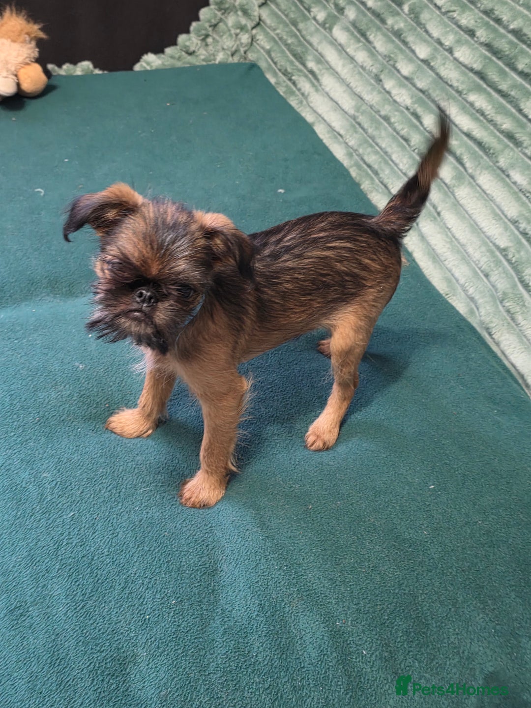 Griffon Bruxellois dogs for sale: Griffon Bruxellois KC registered - Advert 6