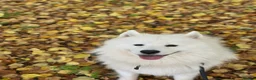 Samoyed dogs for stud:  SAMOYED STUD | CHAMPION BLOODLINE ⭐ - Advert 3