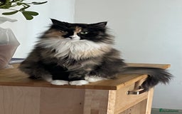 Maine Coon cats for sale: Molly - Image 3